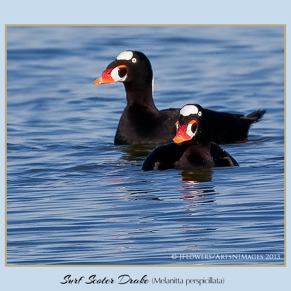 surf scoter 2