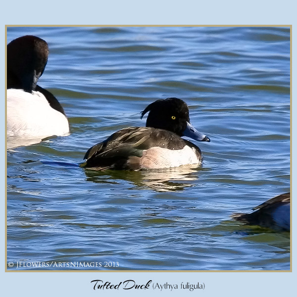 Tufted duck