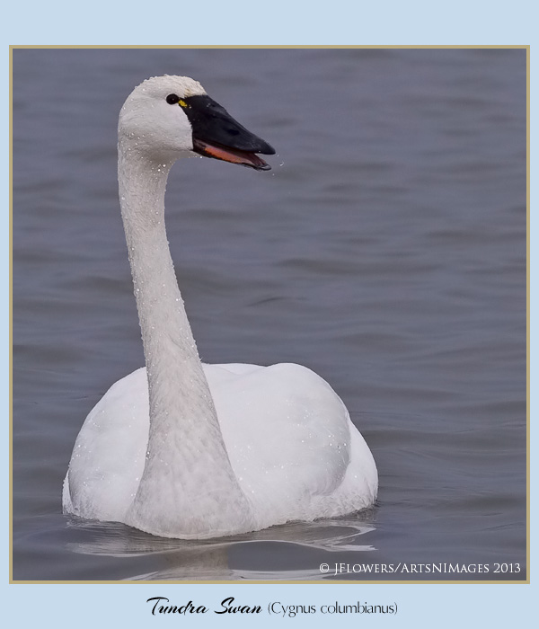 Tundra Swan 1