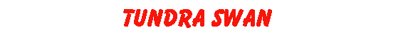 Tundra Swan