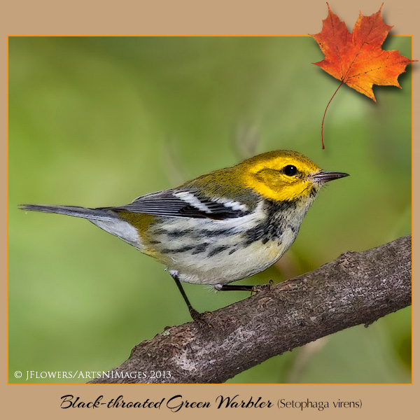 Black-throatedGreenWarbler1316