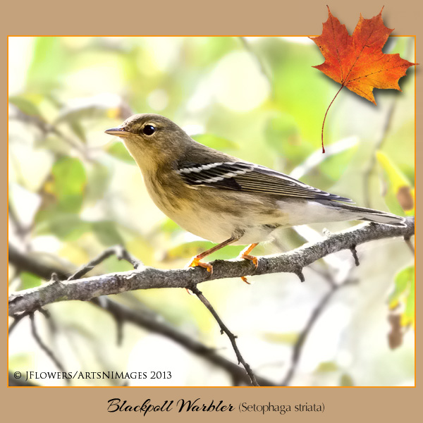 blackpoll warbler