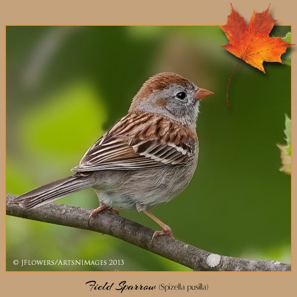 Field Sparrow