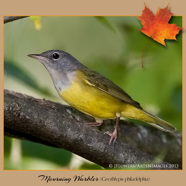 mourning warbler