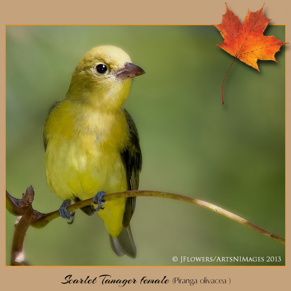scarlet tanager female
