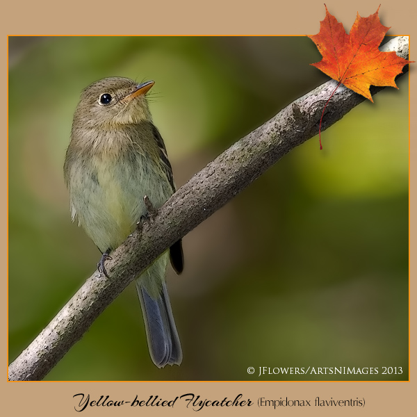 Yellow-belliedFlycatcher1304
