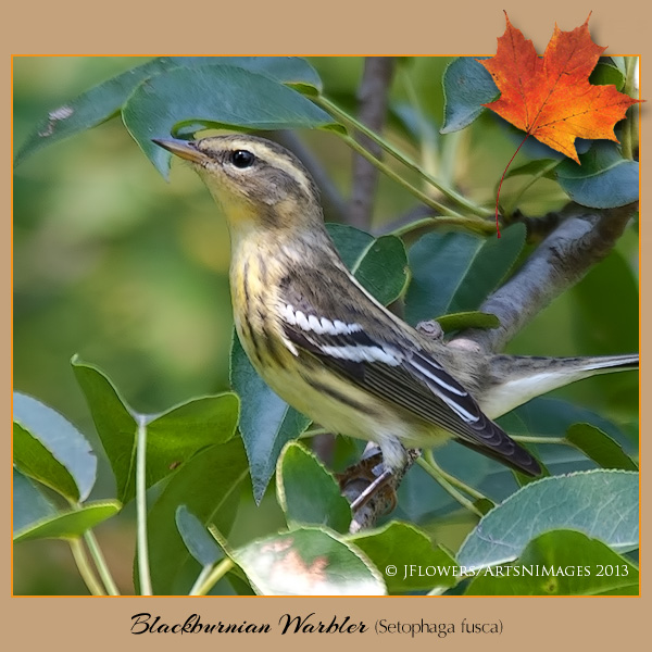 blackburnian warbler