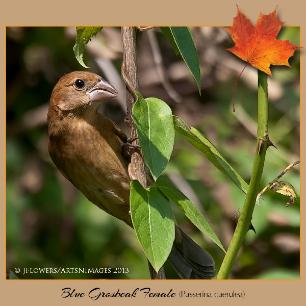 blue grosebeak female