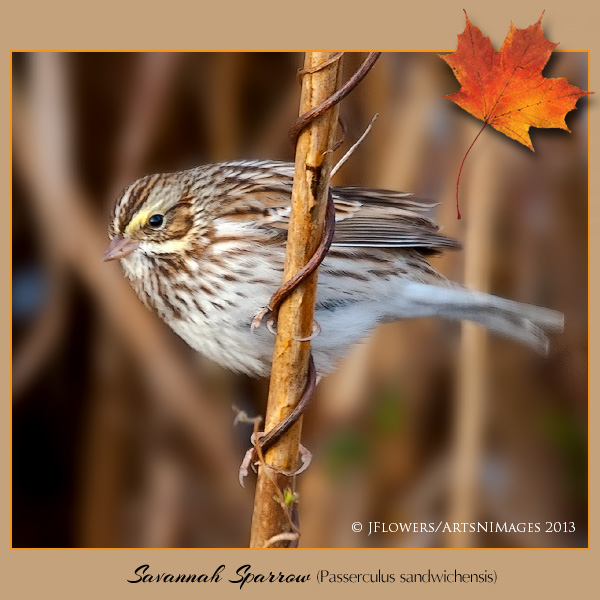 Savannah Sparrow