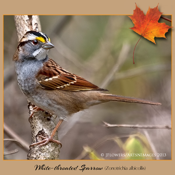 white-throated Sparrow