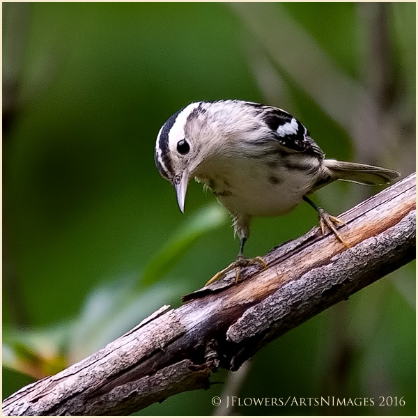 Life In Black and White 1