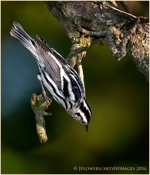 Life In Black and White 2