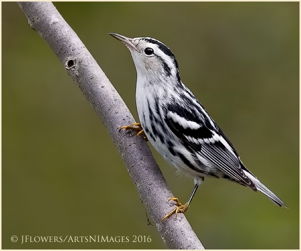 Life In Black and White 3