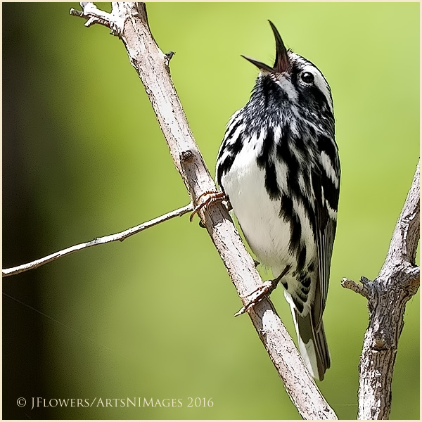 Life In Black and White 4