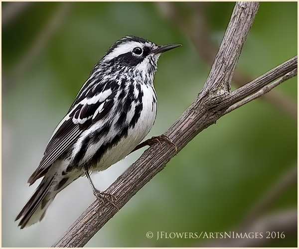 Life In Black and White 6