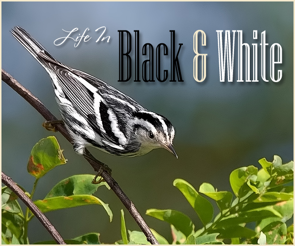 Life In Black and White title image