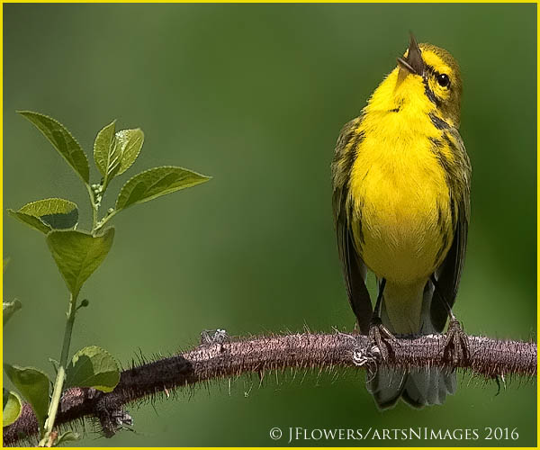 Prairie Warbler 1