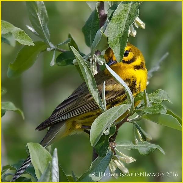 Prairie Warbler 3