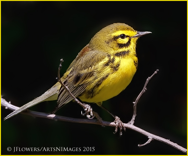 Prairie Warbler 4
