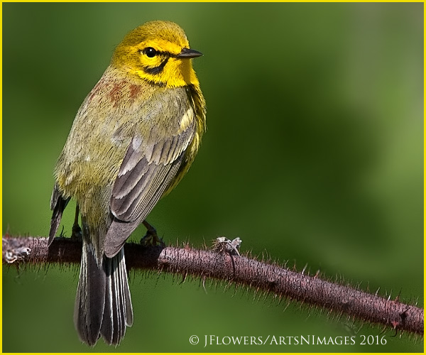 Prairie Warbler 8