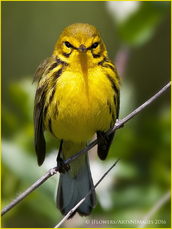Prairie Warbler 9