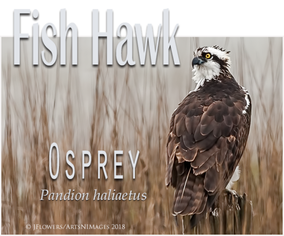 Fish Hawk” the Osprey …
