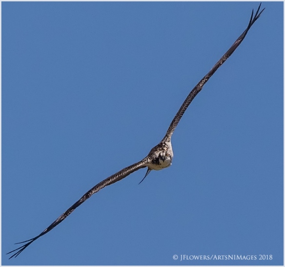 Meet the Osprey Bird: Sea Hawk of the Sky - Birds and Blooms